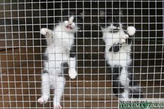 Pērn Engures novads klaiņojošu mājdzīvnieku izķeršanai tērējis 3000 eiro