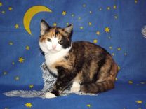 Tukuma dzīvnieku patversme decembrī