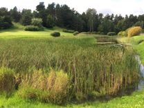 Kāpēc netīra Pavārkalna dīķi?