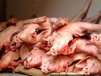 Cūku mēra skartajās saimniecībās likvidētas 11 cūkas