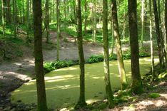 Tautas dziesmu spēks Pokaiņos