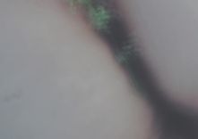 Izstāžu sēriju Plieņciemā turpina māksliniece Paulīne Kalniņa