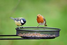 Putnu gripas laikā dārza putnus barotavās var turpināt barot