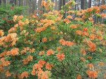 Rododendru audzētavā «Babīte» sācies ziedēšanas laiks