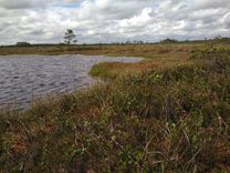 Purvi. Maz zināmi, neiepazīti