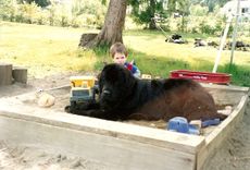 Tukumā vajadzētu audzināt nevis mājdzīvniekus, bet to īpašniekus