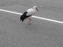 Cieš negadījumā, izvairoties no stārķa