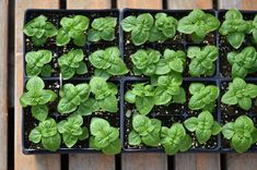 Kāpēc stādu tirgotājus vēlas pārcelt uz lielo laukumu?