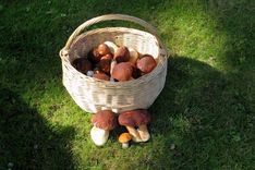 Policija palīdz no meža izkļūt sēņotājiem