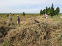 Siena talka zāļu purvā Kaņiera putnu torņa un niedrāju laipas apkārtnē