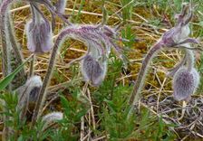 Uzsāks biotopu atjaunošanas darbus Ķemeru Nacionālajā parkā, Jūrmalā un Mērsragā