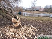 Slampē mēģina sadzīvot ar bebriem