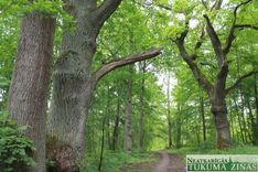Slocenes ielas būvdarbu laikā pie mājām piebraukt nevarēs