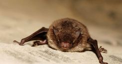 Aicina uz Sikspārņu nakti