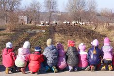 Pūres centrā vienuviet – 33 stārķi /FOTO/