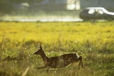 Uzbrauc gan automašīnām, gan stirnām