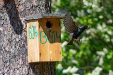 Varbūt pie jūsu būrīša dzied strazds ar krāsainu gredzenu? Palīdzi pētījumam!