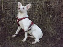 Tukuma dzīvnieku patversme martā