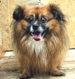 Februāris Tukuma dzīvnieku patversmē /FOTO/