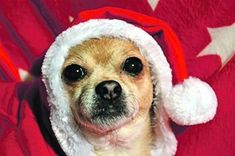 Gadu mija Tukuma dzīvnieku patversmē /FOTO/