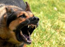 Suņi sakož gan saimniekus, gan svešiniekus