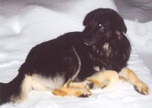 Dzirciemā pazuduši suņi!