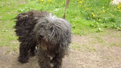 Uz Vecmoku ceļa notriekts suns