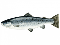 Attieksme mainījusies