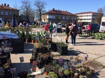 Tukuma tirgū stādi pirmo reizi lielajā laukumā