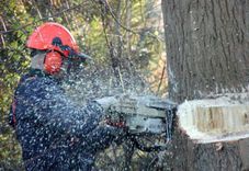 Vānē plāno izcirst bīstamos kokus