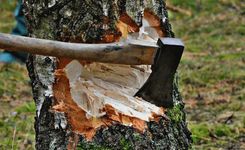 Izcirtējiem ticēt nevar!