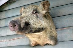 No likuma svītro valsts nodevu par medību trofeju izvešanu no Latvijas