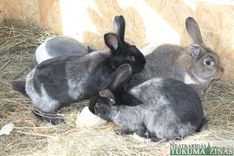 Tukumā Lieldienu namiņā iemitināsies Lieldienu truši