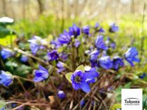 Aprīļa trešās nedēļas nogales pasākumi Tukuma pusē