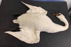 Latvijā konstatēti šogad pirmie putnu gripas gadījumi savvaļas putniem