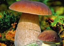 Uzdod jautājumu par sēnēm!