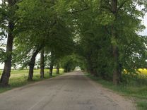 No 188 kokiem Vānē nocirtīs 59