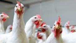 Jaunsātu iedzīvotāji apspriež iespējamo vistu novietnes būvniecību