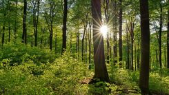 Konkursa «Sakoptākais mežs» otrajā kārtā izvirza Dzintaru Laivenieku no Tukuma novada