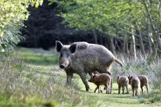 Lietuvā pirmais ĀCM gadījums mājas cūkām; PVD atgādina par biodrošību
