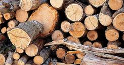 Kas tālāk notiek ar nozāģētajiem kokiem?