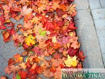 Tukumnieki var nodot lapas