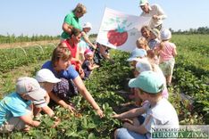 Rīt Pūrē sākas Zemeņu ielas svētki 