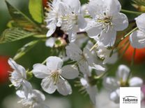 Māmiņdienai un kopā būšanai veltīti pasākumi Tukuma pusē