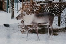 Sākušās «Ziemas naktis» Rīgas zoo