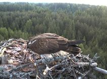 Zivjērgļu ligzdā – mazuļi 