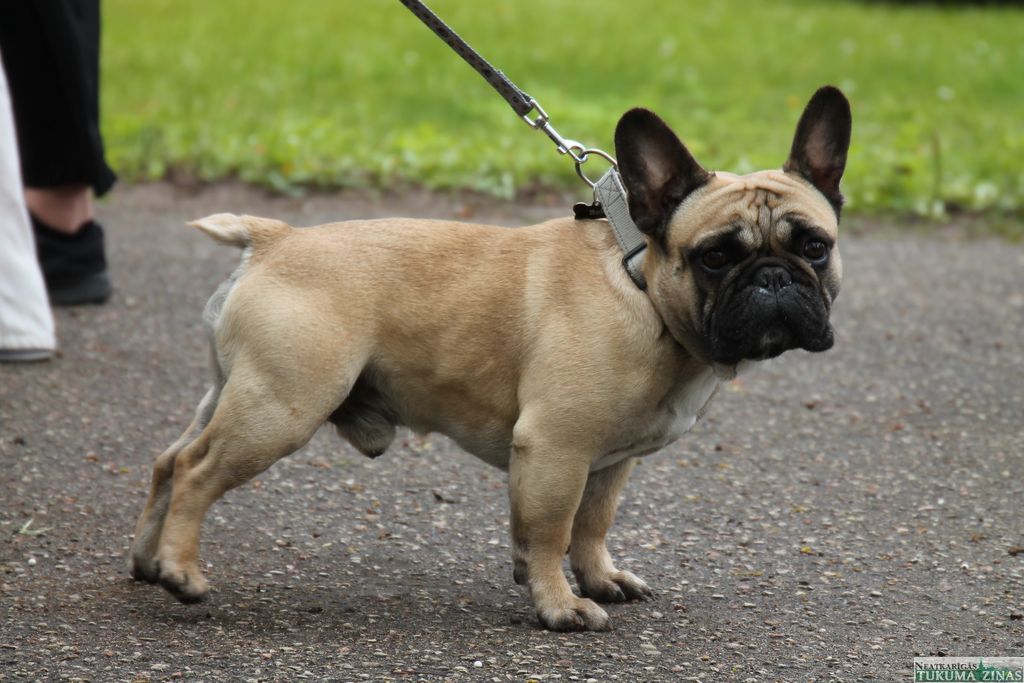 Gallery image 154019